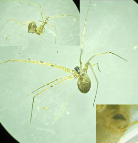 Quamtana mabusai